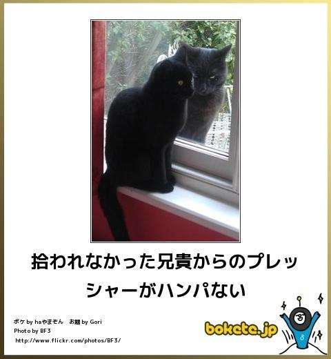 動物関連の「ボケて」貼ってください!