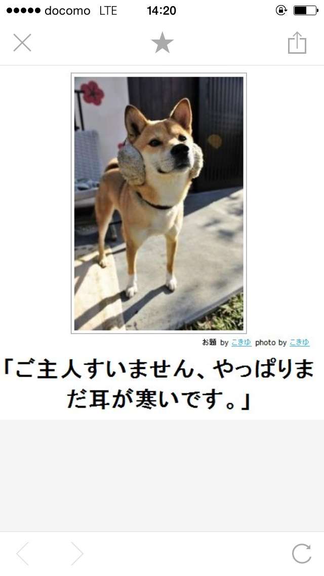 動物関連の「ボケて」貼ってください!
