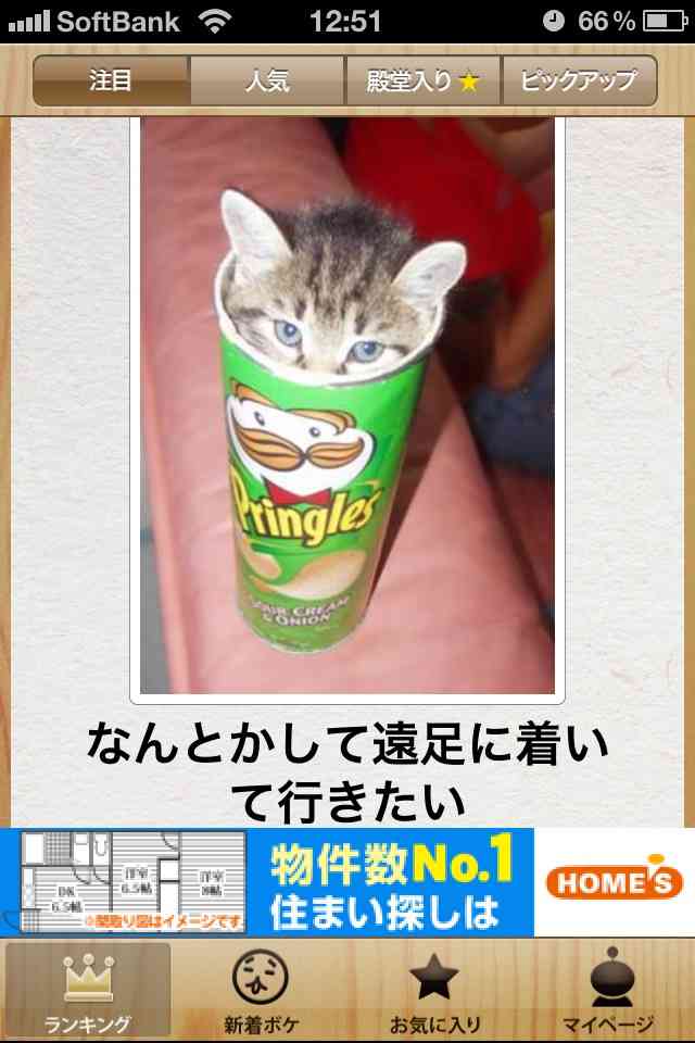 動物関連の「ボケて」貼ってください!