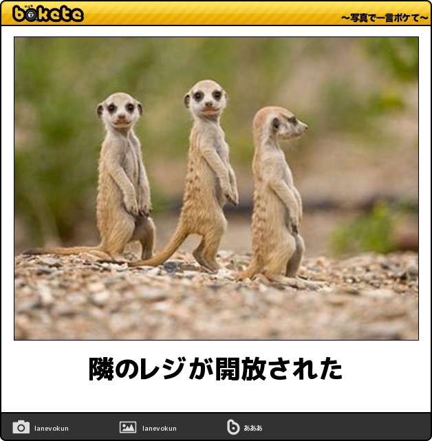 動物関連の「ボケて」貼ってください!