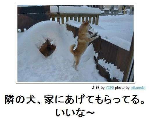 動物関連の「ボケて」貼ってください!