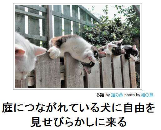 動物関連の「ボケて」貼ってください!