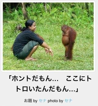 動物関連の「ボケて」貼ってください!