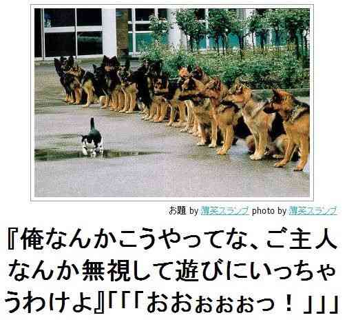 動物関連の「ボケて」貼ってください!