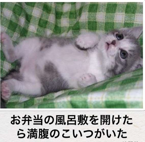 動物関連の「ボケて」貼ってください!