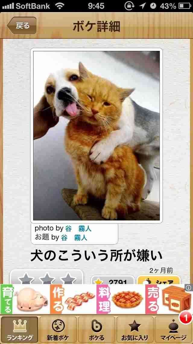 動物関連の「ボケて」貼ってください!