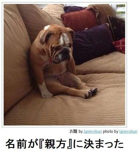 動物関連の「ボケて」貼ってください!