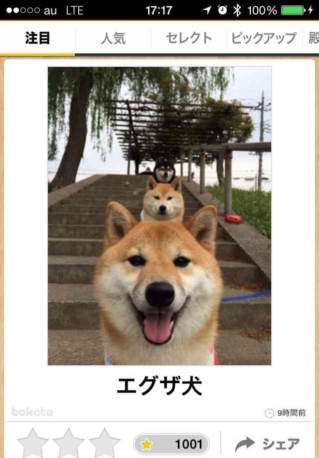 動物関連の「ボケて」貼ってください!