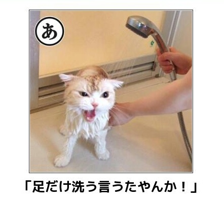 動物関連の「ボケて」貼ってください!