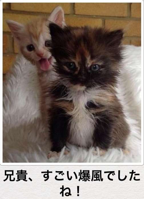 動物関連の「ボケて」貼ってください!