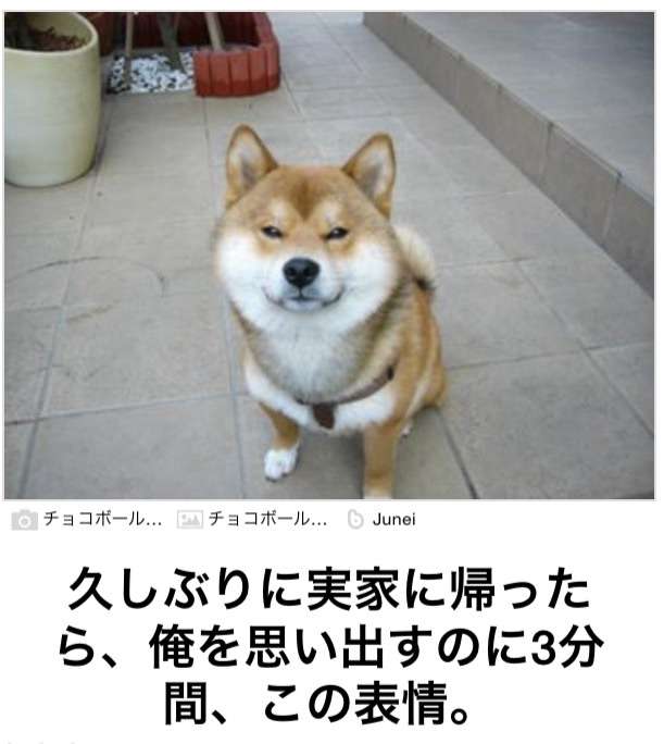動物関連の「ボケて」貼ってください!
