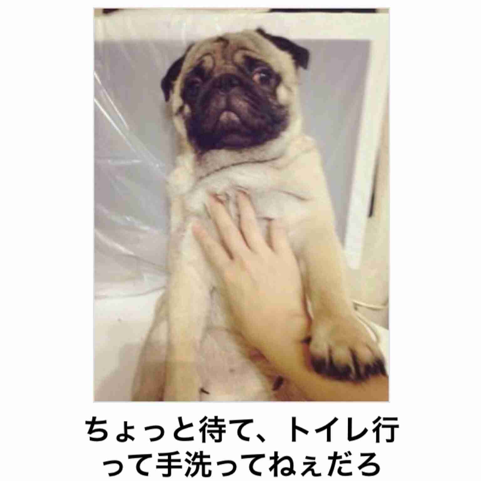 動物関連の「ボケて」貼ってください!