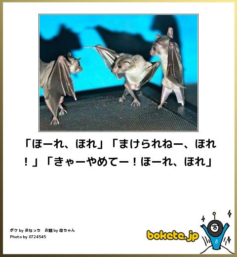 動物関連の「ボケて」貼ってください!