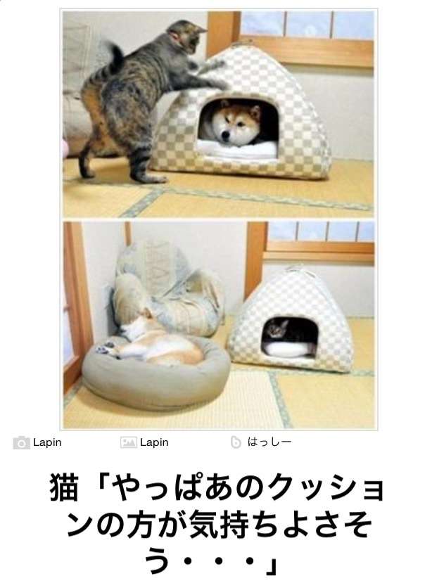 動物関連の「ボケて」貼ってください!