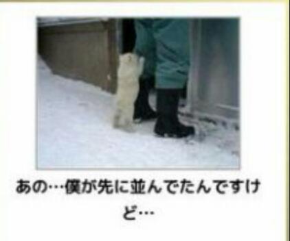 動物関連の「ボケて」貼ってください!