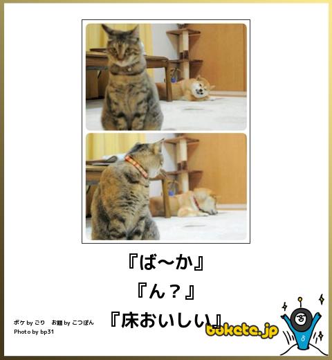 動物関連の「ボケて」貼ってください!