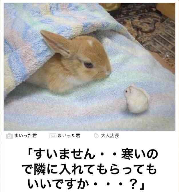 動物関連の「ボケて」貼ってください!