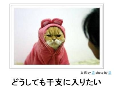 動物関連の「ボケて」貼ってください!