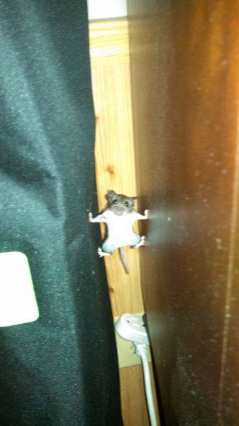 動物関連の「ボケて」貼ってください!