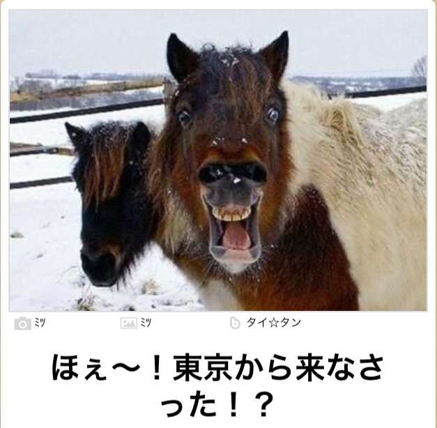 動物関連の「ボケて」貼ってください!