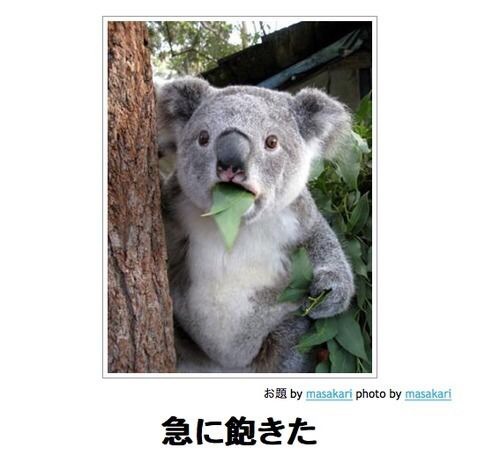 動物関連の「ボケて」貼ってください!