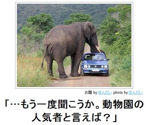 動物関連の「ボケて」貼ってください!