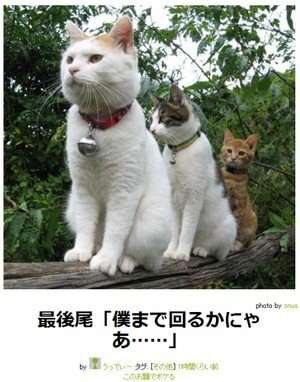 動物関連の「ボケて」貼ってください!