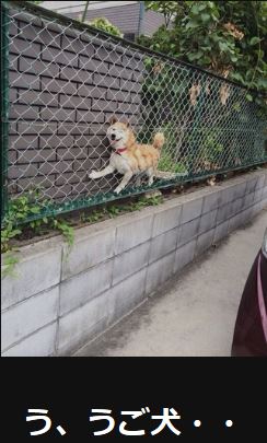 動物関連の「ボケて」貼ってください!