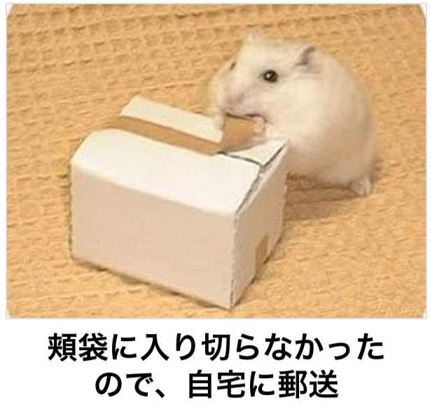 動物関連の「ボケて」貼ってください!