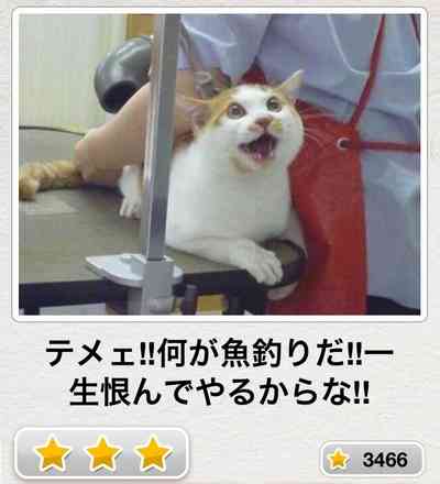 動物関連の「ボケて」貼ってください!