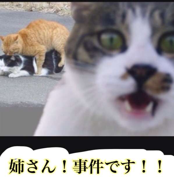 動物関連の「ボケて」貼ってください!