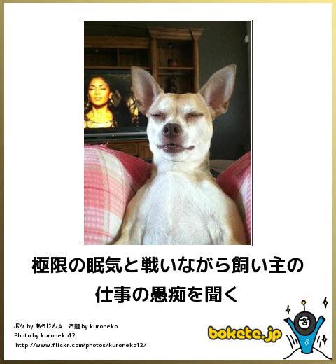 動物関連の「ボケて」貼ってください!