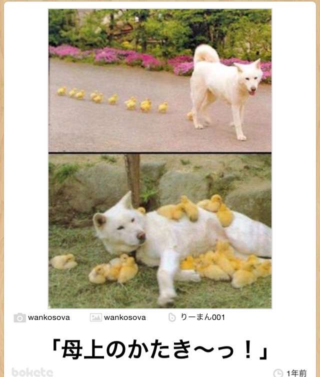 動物関連の「ボケて」貼ってください!