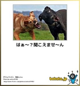 動物関連の「ボケて」貼ってください!