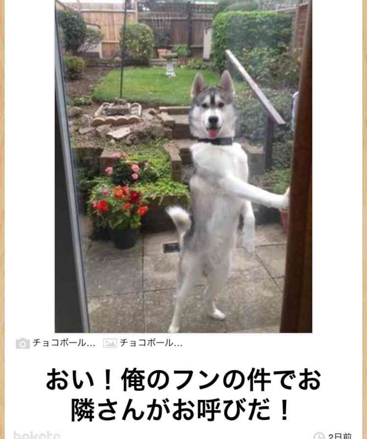 動物関連の「ボケて」貼ってください!