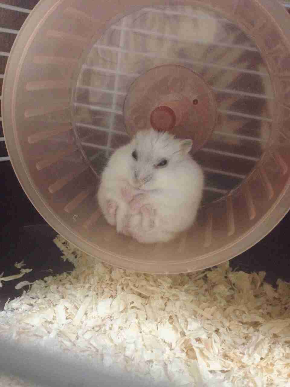 ハムスターのかくれんぼが上手すぎるww