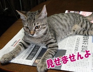 自分の近況を物語る画像を貼って、一言どうぞ。