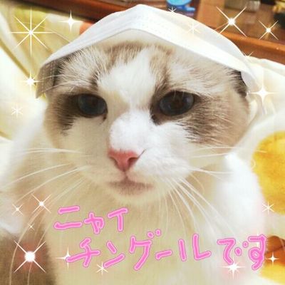 『ガルちゃん猫図鑑』