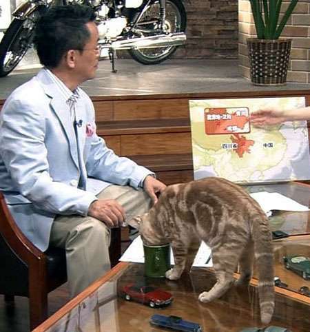 『ガルちゃん猫図鑑』