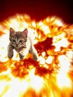 『ガルちゃん猫図鑑』