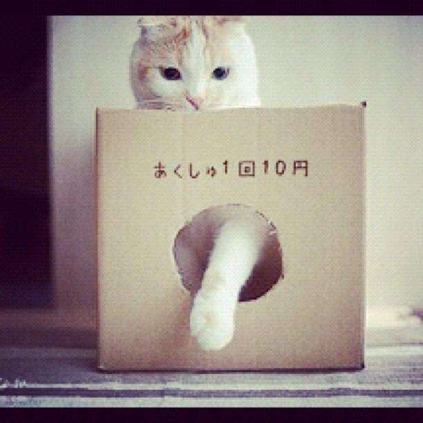 『ガルちゃん猫図鑑』