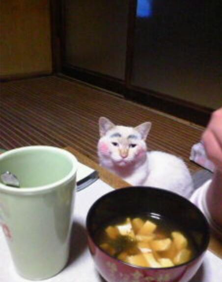 『ガルちゃん猫図鑑』