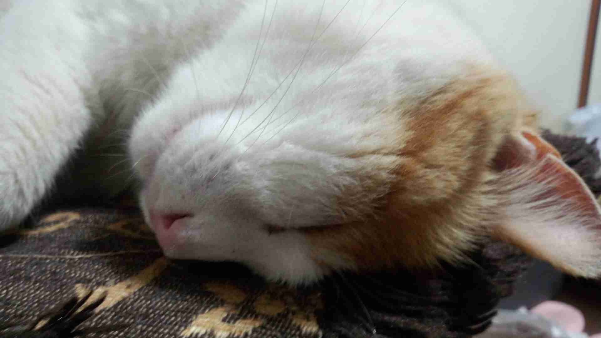 『ガルちゃん猫図鑑』