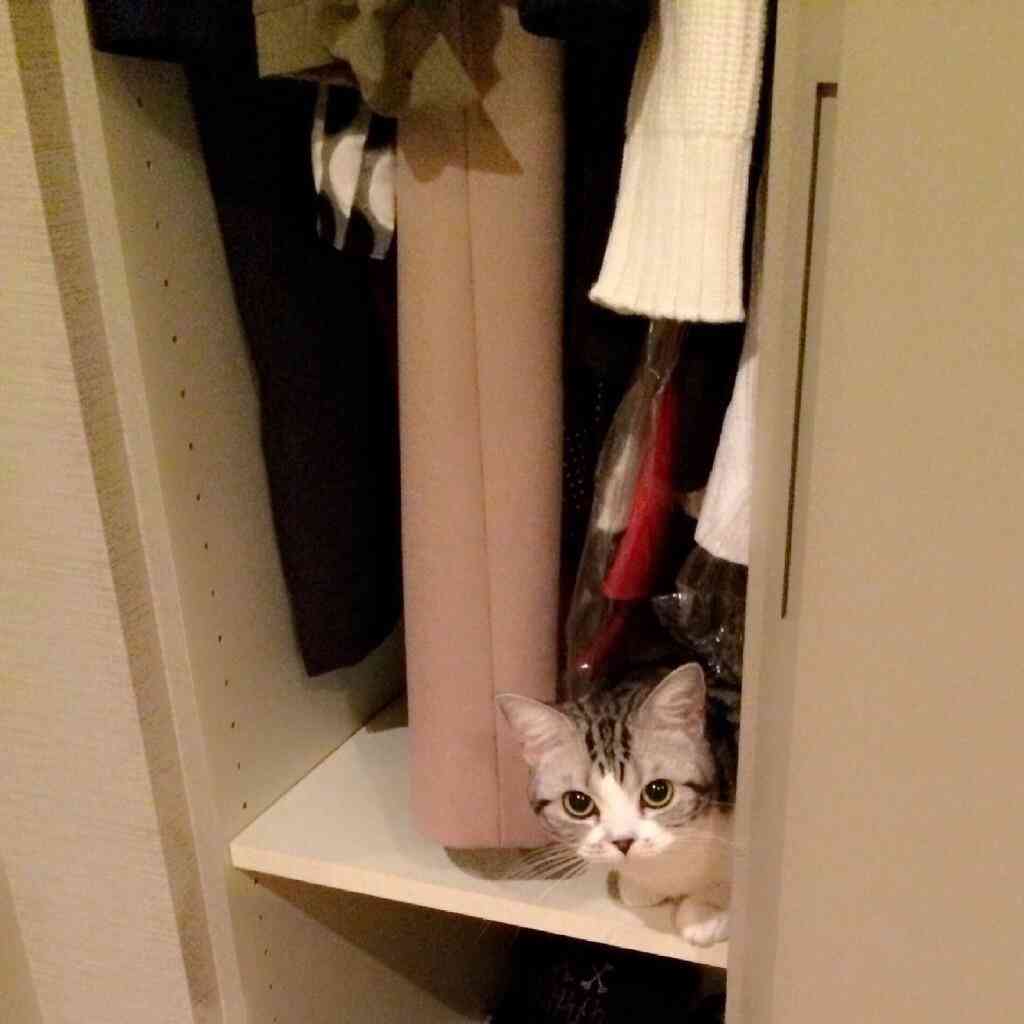 『ガルちゃん猫図鑑』