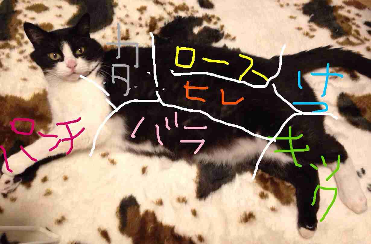 『ガルちゃん猫図鑑』
