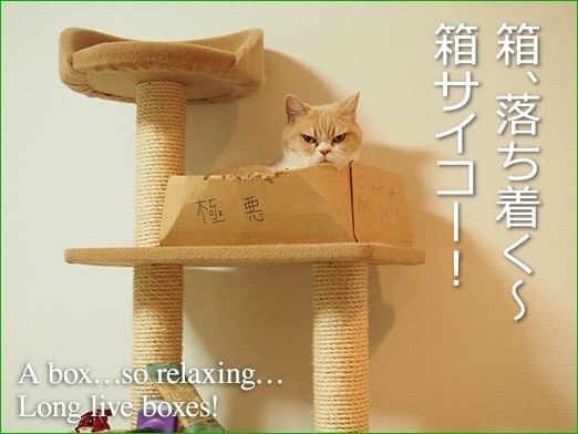『ガルちゃん猫図鑑』