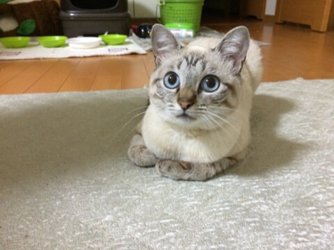 『ガルちゃん猫図鑑』