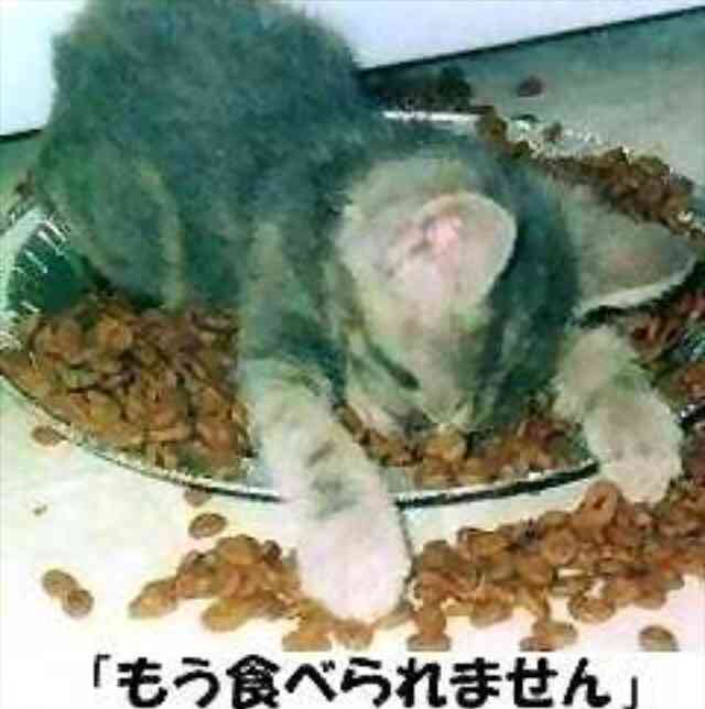 『ガルちゃん猫図鑑』