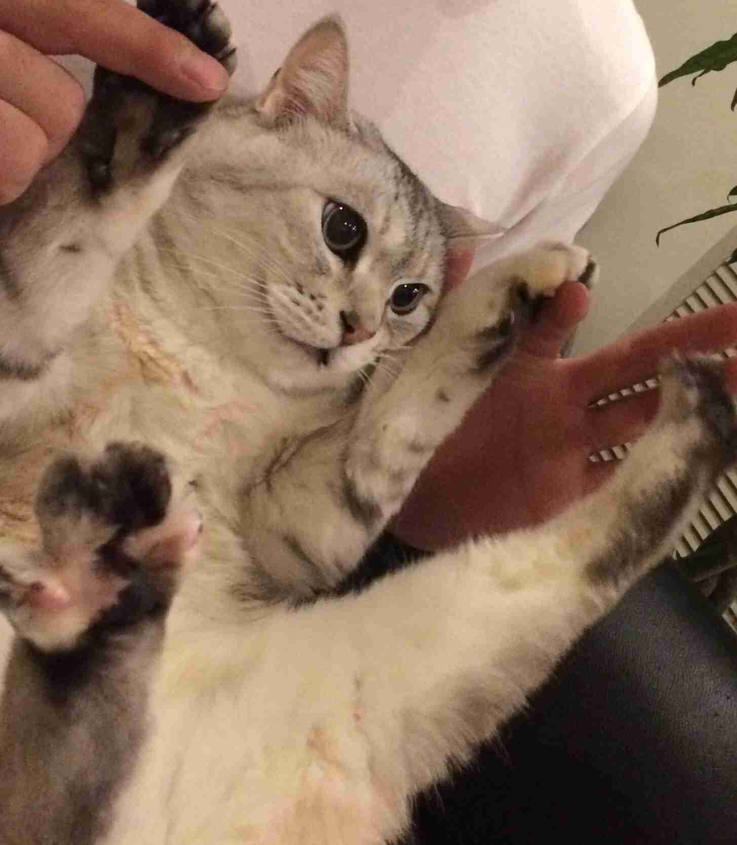 『ガルちゃん猫図鑑』