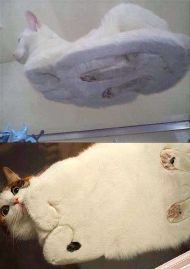 『ガルちゃん猫図鑑』